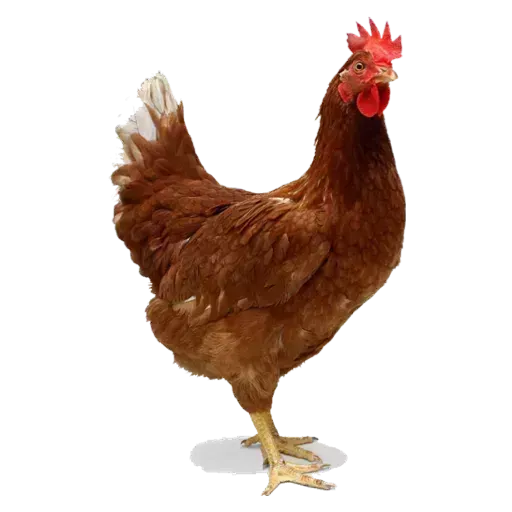 Figurinha de Topfigurinhas-869-Animais