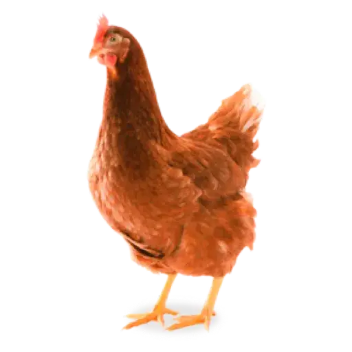 Figurinha de Topfigurinhas-871-Animais
