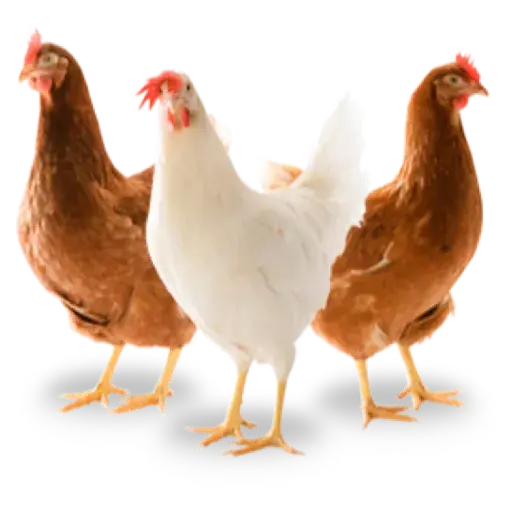 Figurinha de Topfigurinhas-873-Animais