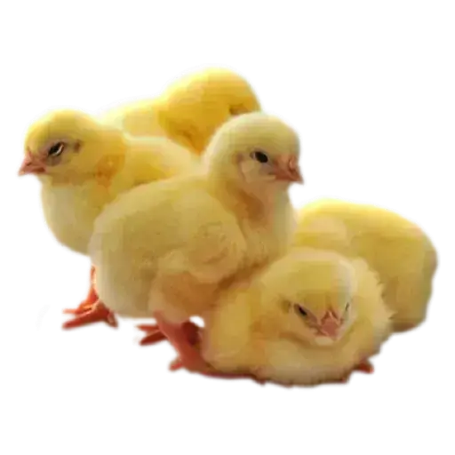 Figurinha de Topfigurinhas-877-Animais
