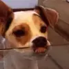 Figurinha de Topfigurinhas-907-Cachorros