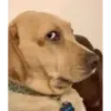 Figurinha de Topfigurinhas-908-Cachorros