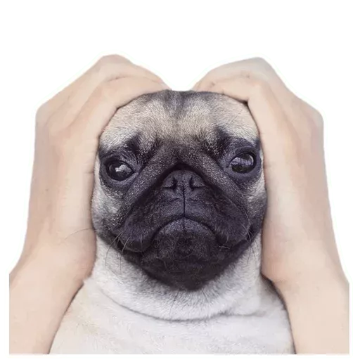 Figurinha de Topfigurinhas-909-Cachorros