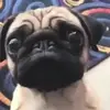 Figurinha de Topfigurinhas-910-Cachorros