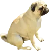Figurinha de Topfigurinhas-911-Cachorros
