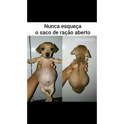 Figurinha de Topfigurinhas-5853-Cachorros