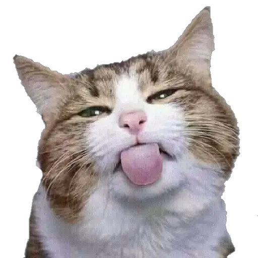 Figurinha de Topfigurinhas-8125-Gatos