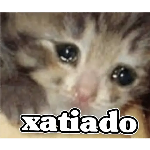 Figurinha de Topfigurinhas-8258-Gatos
