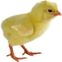 Figurinha de Topfigurinhas-10587-Páscoa