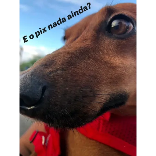 Figurinha de Topfigurinhas-10723-Pix